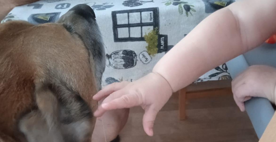 «¿Tenemos perro, papi?»